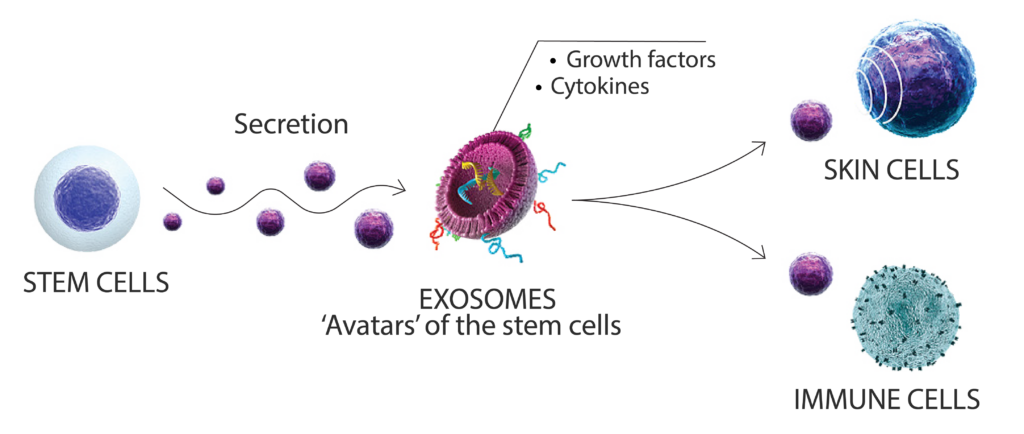 What are exosomes and how they work